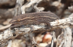 Cryptactites peringueyi