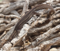 Cryptactites peringueyi