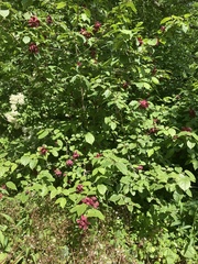 Calycanthus