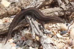 Cryptactites peringueyi