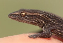 Cryptactites peringueyi