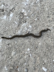 Thamnophis marcianus