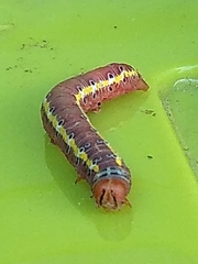 Argyrosticta decumana