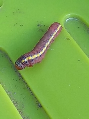 Argyrosticta decumana