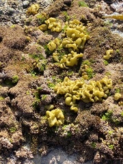 Ectocarpales
