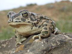 Bufotes viridis sitibundus