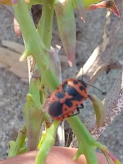 Eurydema spectabilis