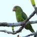 Cobalt-winged Parakeet - Photo (c) Carmelo López Abad, some rights reserved (CC BY-NC), uploaded by Carmelo López Abad
