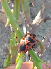 Eurydema spectabilis