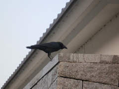 Corvus macrorhynchos