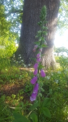 Digitalis purpurea