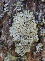 Hypogymnia farinacea