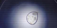 Otodectes cynotis