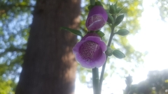 Digitalis purpurea