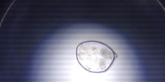 Otodectes cynotis