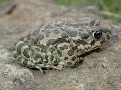 Bufotes viridis sitibundus
