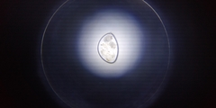 Otodectes cynotis