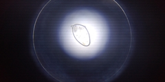Otodectes cynotis