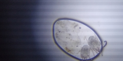 Otodectes cynotis