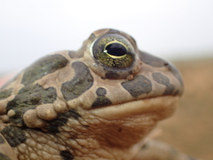 Bufotes viridis sitibundus