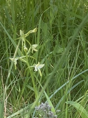 Platanthera bifolia