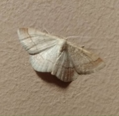 Scopula ochraceata