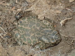 Bufotes viridis sitibundus
