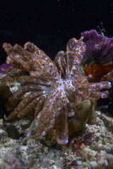 Phyllodesmium longicirrum