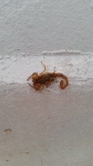 Centruroides sculpturatus