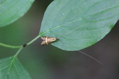 Nemophora degeerella