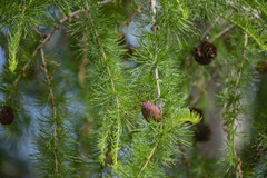 Larix sibirica