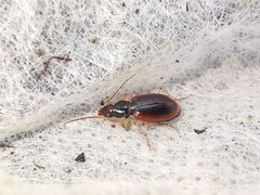 Oxypselaphus obscurus