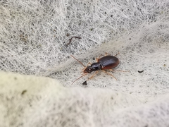 Oxypselaphus obscurus