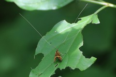 Nemophora degeerella