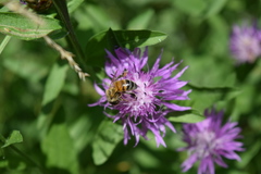 Apis mellifera