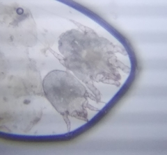 Otodectes cynotis