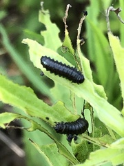 Trirhabda canadensis