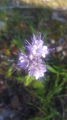 Phacelia tanacetifolia