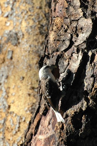 White-headed Barbet