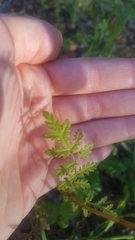 Phacelia tanacetifolia