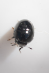Leiodinae