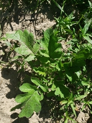 Rhamphospermum nigrum