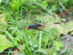 Cantharis pellucida