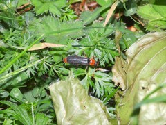 Cantharis pellucida