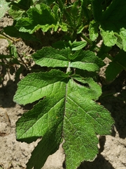 Rhamphospermum nigrum