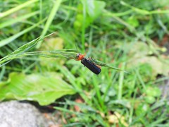 Cantharis pellucida