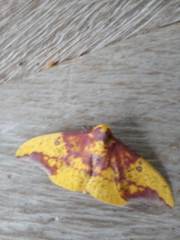 Eacles imperialis anchicayensis