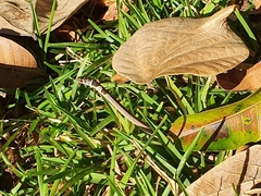 Psammophis angolensis