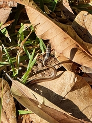 Psammophis angolensis