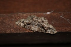 Peribatodes umbraria